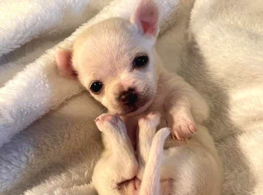 Minicik Fincan Köpekler Teacup Şivava Elma Kafalı