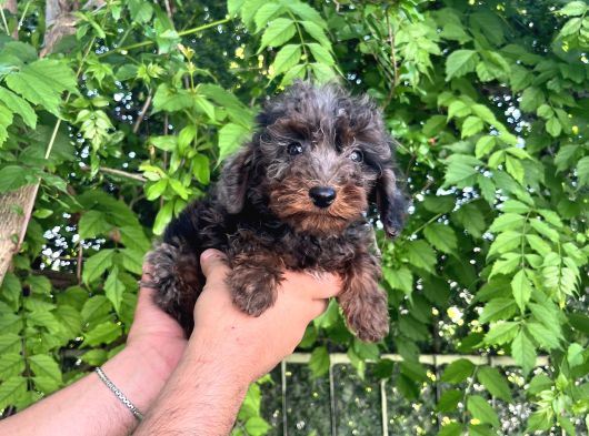 Rengarenk Poodle Merle Türkiyenin Ilkleri