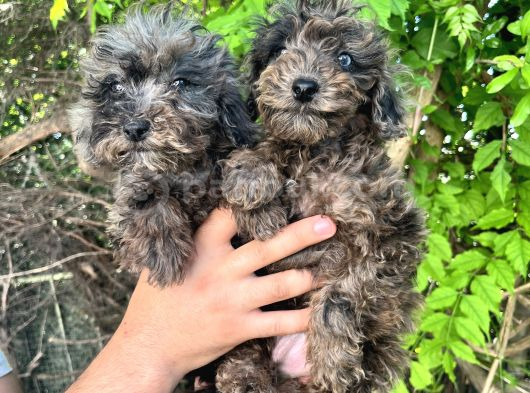Rengarenk Poodle Merle Türkiyenin Ilkleri görsel