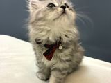 Silver British Longhair