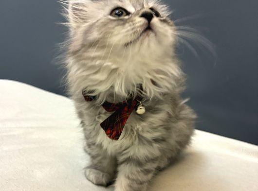 Silver British Longhair görsel
