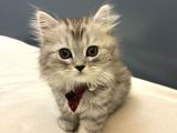 Silver British Longhair
