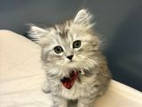 Silver British Longhair
