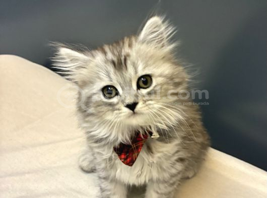 Silver British Longhair
