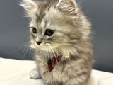 Silver British Longhair