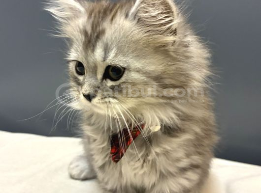 Silver British Longhair görsel
