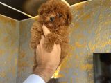 Türkiyenin En Güzel Core Teacup Toy Poodle Bebeği