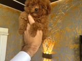 Türkiyenin En Güzel Core Teacup Poodle Bebeği