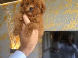 Türkiyenin En Güzel Core Teacup Poodle Bebeği