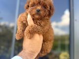Türkiyenin En Güzel Core Teacup Toy Poodle Bebeği