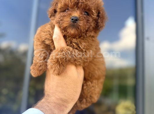 Türkiyenin En Güzel Core Teacup Toy Poodle Bebeği görsel