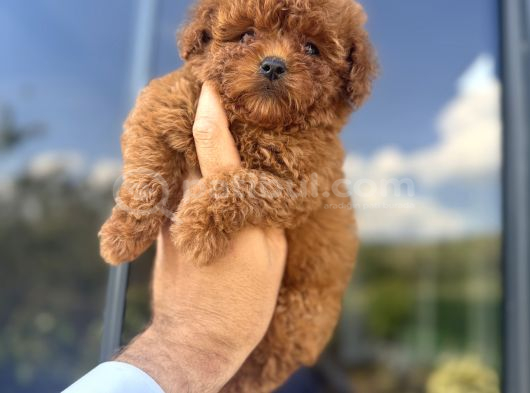 Türkiyenin En Güzel Core Teacup Poodle Bebeği