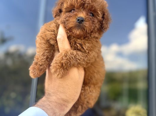 Türkiyenin En Güzel Core Teacup Toy Poodle Bebeği