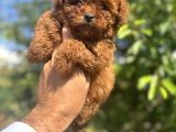 Türkiyenin En Güzel Core Teacup Toy Poodle Bebeği