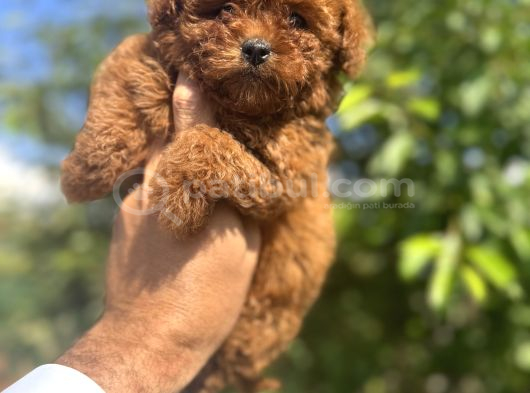 Türkiyenin En Güzel Core Teacup Poodle Bebeği görsel