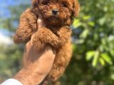 Türkiyenin En Güzel Core Teacup Toy Poodle Bebeği