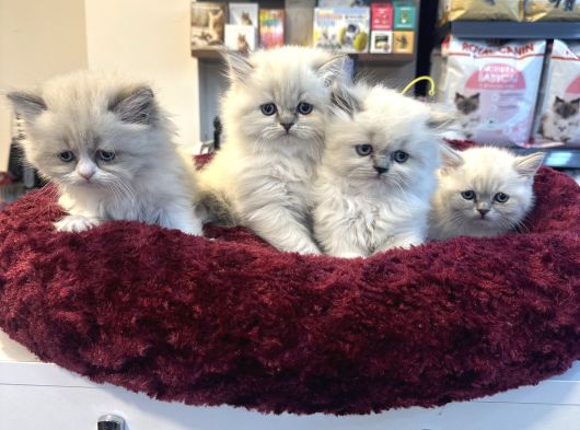 Irkının En Güzellerinden British Blue Point Longhair görsel