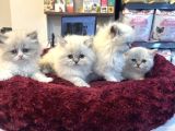 Irkının En Güzellerinden British Blue Point Longhair