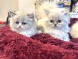 Irkının En Güzellerinden British Blue Point Longhair