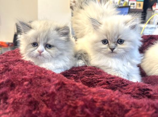 Irkının En Güzellerinden British Blue Point Longhair