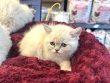 Irkının En Güzellerinden British Blue Point Longhair