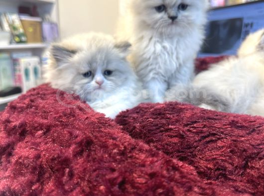 Irkının En Güzellerinden British Blue Point Longhair görsel