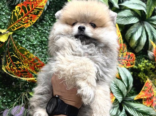 Panda Surat Pomerian Boo Ankara görsel