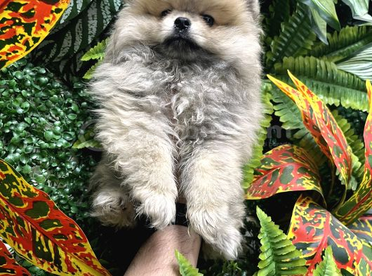 Panda Surat Pomerian Boo Ankara görsel