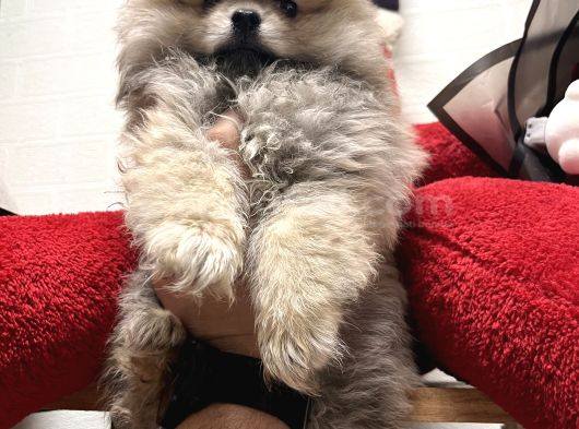 Panda Surat Pomerian Boo Ankara görsel