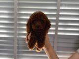 Çok Koyu Renk Poodle Erkek 3 Aylık