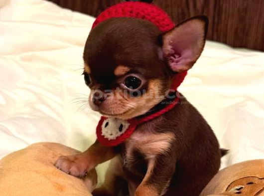 Minicik Fincan Köpekler Teacup Şivava Elma Kafalı görsel