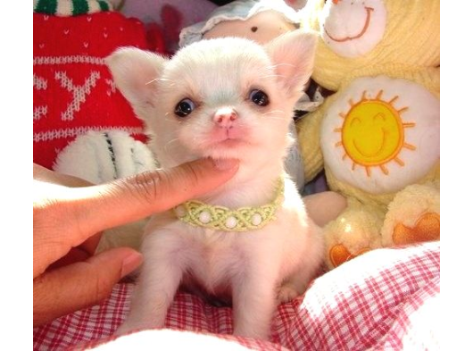 Minicik Fincan Köpekler Teacup Şivava Elma Kafalı görsel