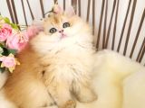 Golden British Longhair Show Kalite Safkan Yavrular