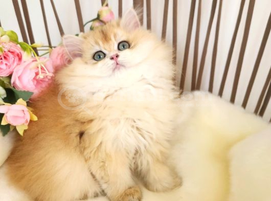 Golden British Longhair Show Kalite Safkan Yavrular