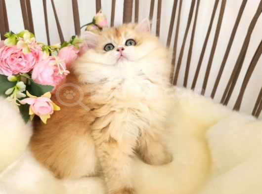 Golden British Longhair Show Kalite Safkan Yavrular görsel