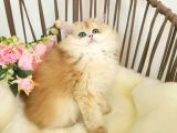 Golden British Longhair Show Kalite Safkan Yavrular