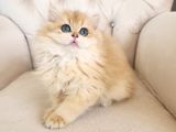 Golden British Longhair Show Kalite Safkan Yavrular