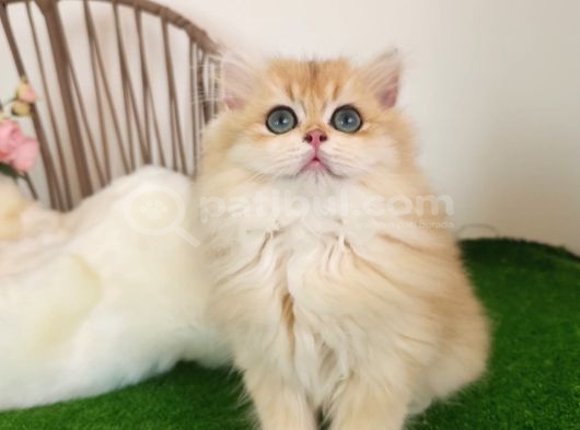 Golden British Longhair Show Kalite Safkan Yavrular görsel