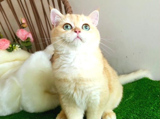 Golden British Shorthair Yakışıklı Show Kalite Yavru görsel