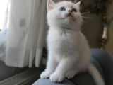 Safkan British Shorthair Ns12 Erkek Yavru