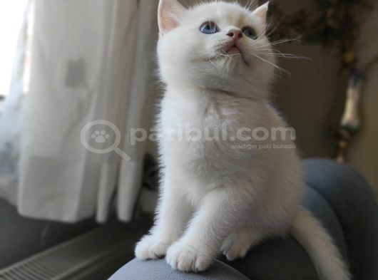 Safkan British Shorthair Ns12 Erkek Yavru görsel