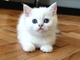 Safkan British Shorthair Ns12 Erkek Yavru
