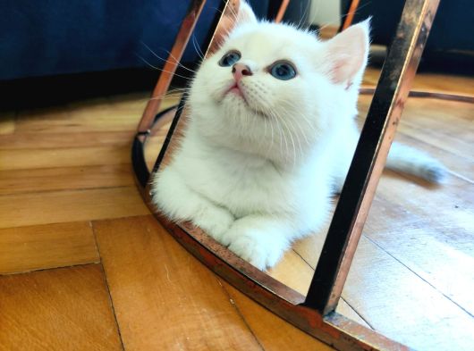 Safkan British Shorthair Ns12 Erkek Yavru görsel