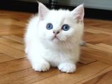 Safkan British Shorthair Ns12 Erkek Yavru