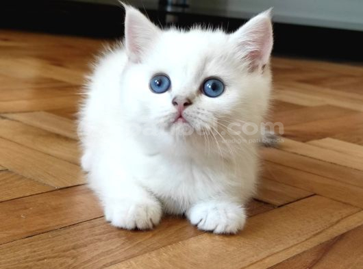 Safkan British Shorthair Ns12 Erkek Yavru görsel