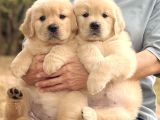 Golden Retri̇ever Yavrulari