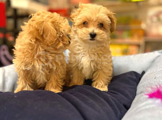 Tüy Dökmeyen Hi̇poalerjeni̇k Saf Kan Malti̇poo Yavrular görsel