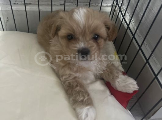 Tea Cup Maltipoo görsel