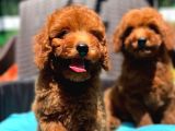 A Kalite Toy Poodle Köpeklerim