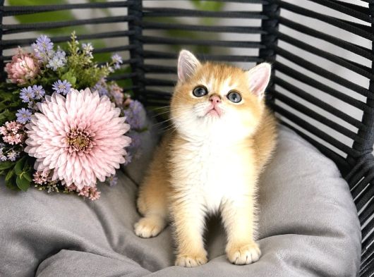 Orijinal British Shorthair Golden görsel